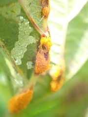 Triphragmium ulmariae