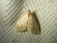 Framinghamia helvalis