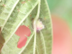 Dasineura ulmaria