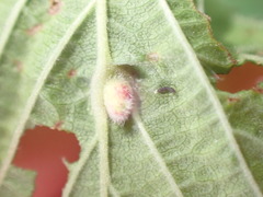Dasineura ulmaria