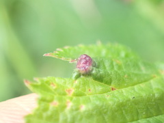 Dasineura ulmaria