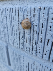 Bradybaena similaris