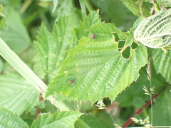 Dasineura ulmaria