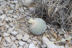 Epithelantha greggii greggii