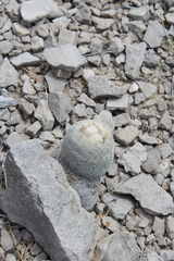 Epithelantha greggii greggii