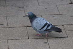 Columba livia