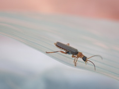 Cantharis lateralis
