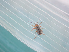 Cantharis lateralis