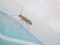 Cantharis lateralis