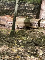 Troglodytes hiemalis