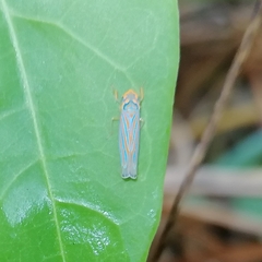 Ferrariana trivittata