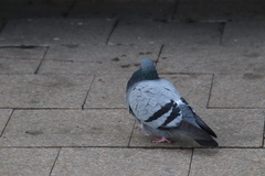 Columba livia