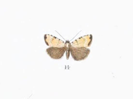 Cingalesa