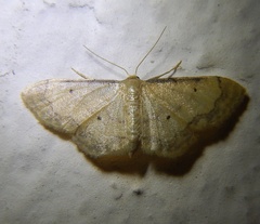 Idaea politaria