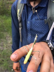 Empusa pennicornis