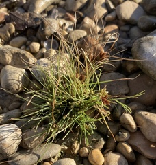 Fimbristylis vahlii