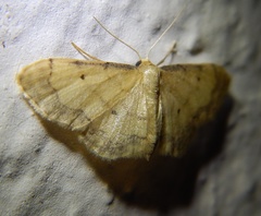 Idaea politaria