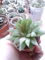 Haworthia cooperi