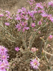 Mesembryanthemum junceum