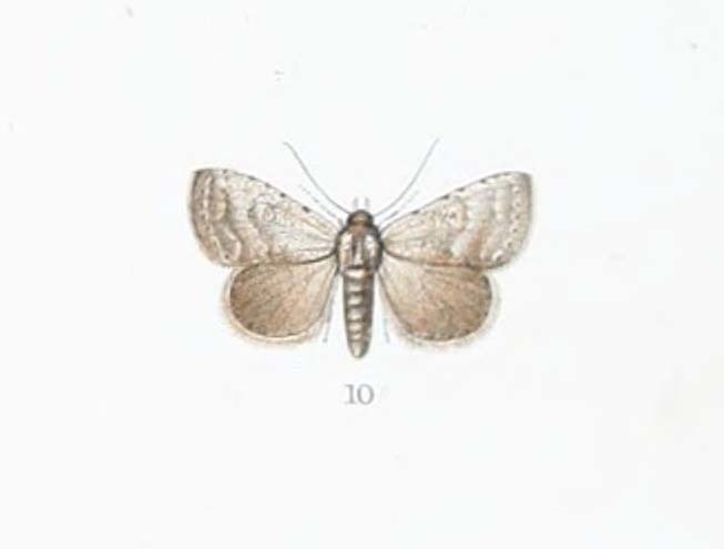 Pseudogyrtona modesta