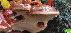 Ganoderma pfeifferi