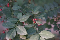 Zanthoxylum bungeanum