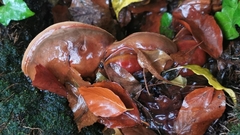 Ganoderma pfeifferi