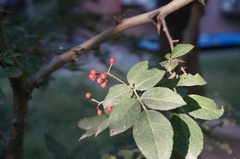 Zanthoxylum bungeanum