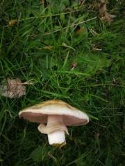 Agaricus
