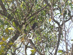 Myiodynastes maculatus