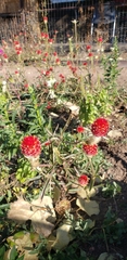 Gomphrena haageana