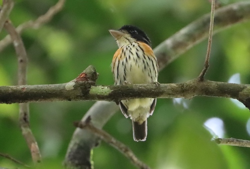 Rufous-sided Broadbill