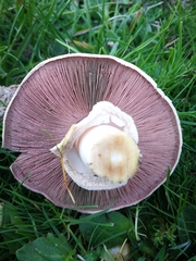 Agaricus