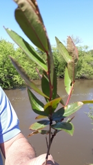 Phyllanthus sellowianus