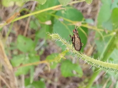 Coremacera marginata