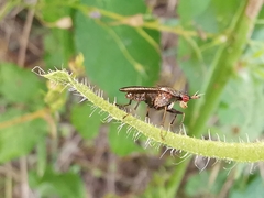 Coremacera marginata