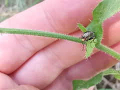 Coremacera marginata