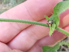 Coremacera marginata