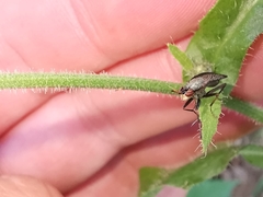 Coremacera marginata