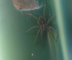 Pardosa
