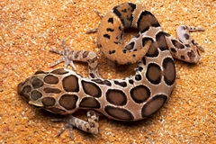 Cyrtodactylus varadgirii