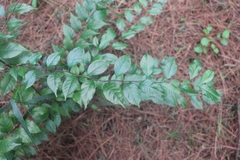 Ilex asprella