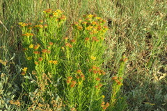 Limbarda crithmoides