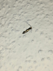 Isocorypha mediostriatella