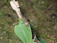 Moneta mirabilis