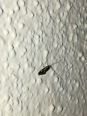 Isocorypha mediostriatella