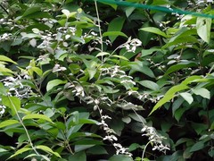 Congea tomentosa