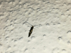 Isocorypha mediostriatella