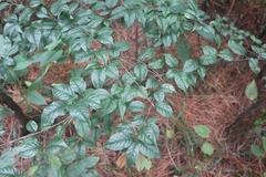 Ilex asprella