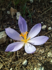 Crocus salzmannii